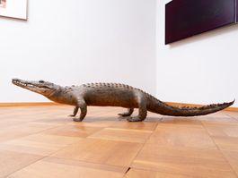 Altes ausgestopftes Krokodil, 194cm GROSS