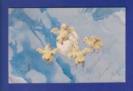 OISEAU - Poussins