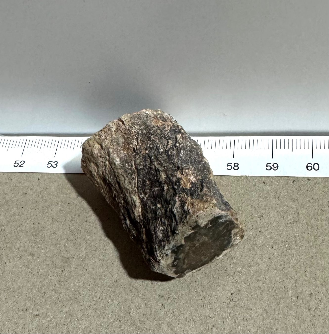 Fossili: versteinertes HOLZ    lässiges Einzelstück        NATURE – Nuovo e nell'imballaggio originale da Leuggern venduto da gemshow 4
