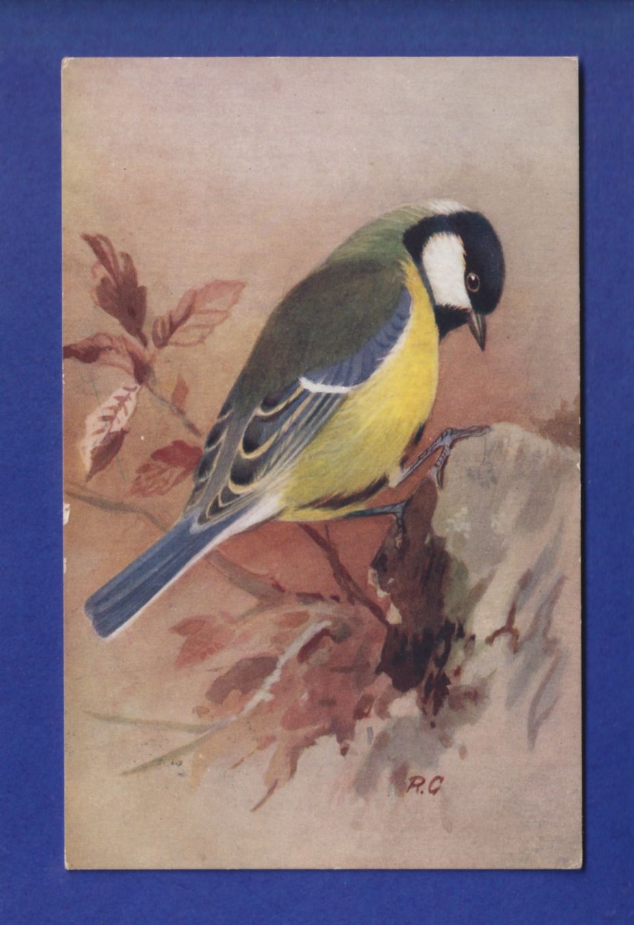 Cartes postales: OISEAU - Mésange – D'occasion à Pully par nicecards-shop