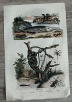 Illustration ancienne poissons et reptiles état utilisé