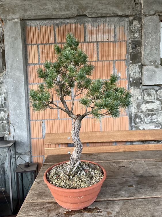 Pinus parviflora Mädchenkiefer Bonsai 18 Jahre Kaufen auf Ricardo