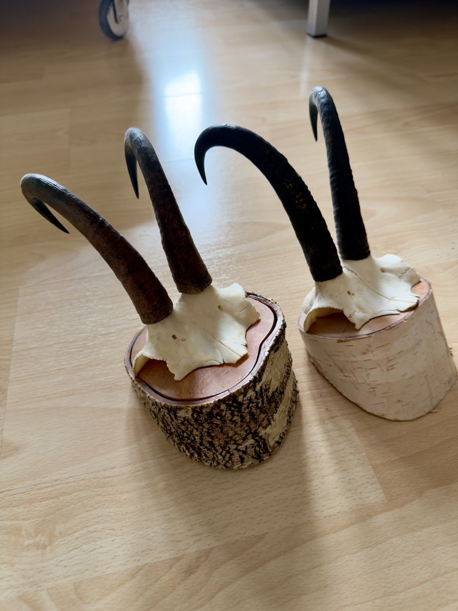 Il mondo degli animali: Walliser Gämse Schädel Trophäe auf Holzsockel – Usato da Widnau venduto da kustercarmen 1