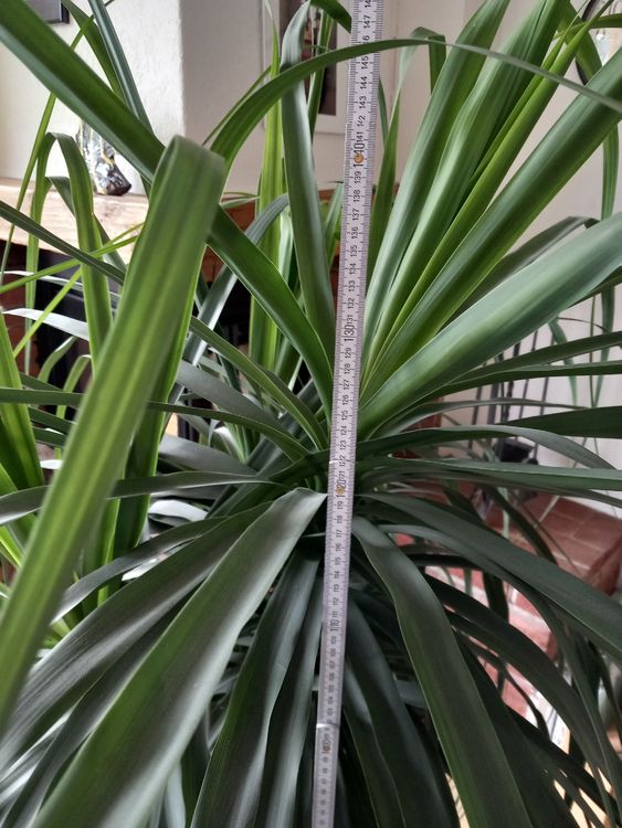 Fabelhafte Elefantenfuss Kaufen 150 Cm Ebenbild