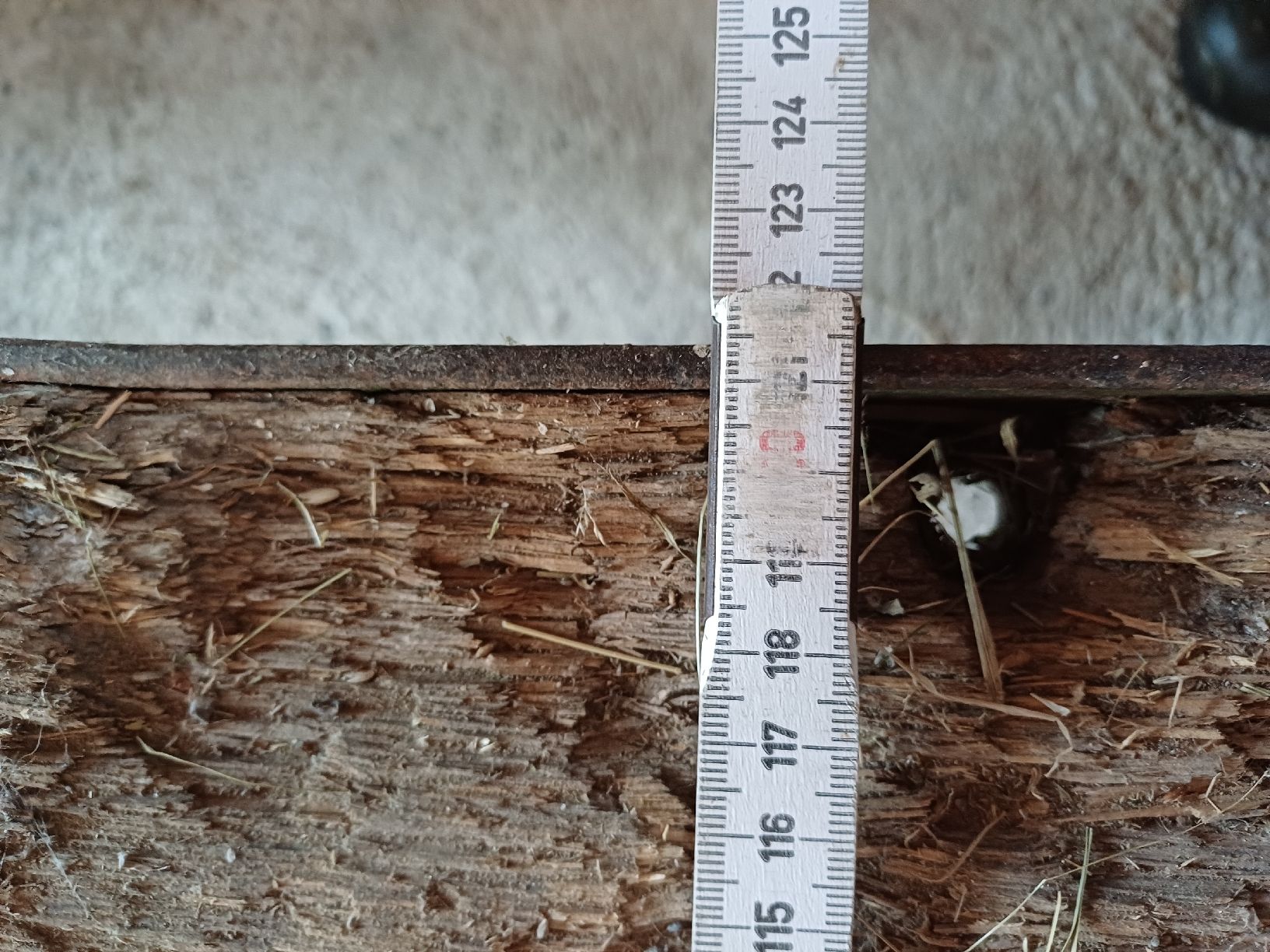 Tutte le macchine: Holzbrugli mit Palettengabel – Usato da St. Niklausen OW venduto da Baeri81 5