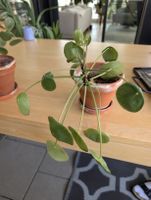 Einzigartige, grosse Ufopflanze (Pilea peperomioides) 