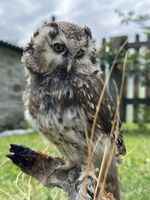Eule Tierpräparat sitzend auf Holz
