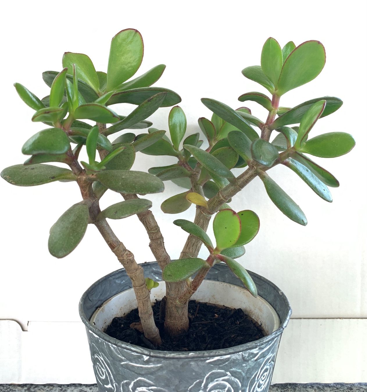 Piante & sementi: Geldbaum Crassula ovata Pfennigbaum 19 cm – Nuovo (secondo la descrizione) da Auenstein venduto da mar_8mxd