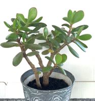 Geldbaum Crassula ovata Pfennigbaum 19 cm