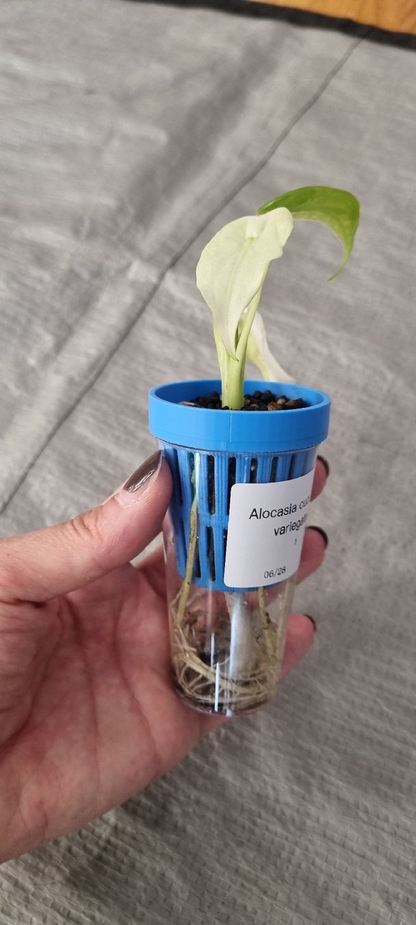 Piante & sementi: Alocasia Cucullata variegata - Größe S – Nuovo e nell'imballaggio originale da Wallenwil venduto da LadyLeaf_Ellis1 3