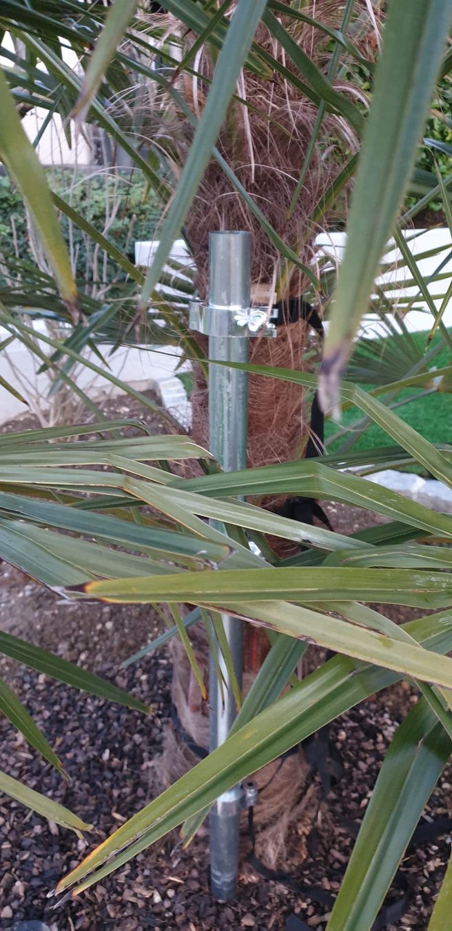 Zelte & Pavillons: Palmenhut Basic Colibri, Palmenschutz, Winter, Überwintern – Gebraucht aus Lausen von Misterspidy 7