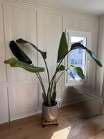 Strelitzia Nicolai Pflanze gross (ca 180mm) mit Topf 