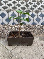 Ginkgo in selbst gemachter Bonsaischale inkl. Unterteller