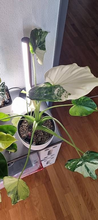 Piante & sementi: Alocasia Cucullata variegata – Usato da Wallenwil venduto da pet_mz5n 3