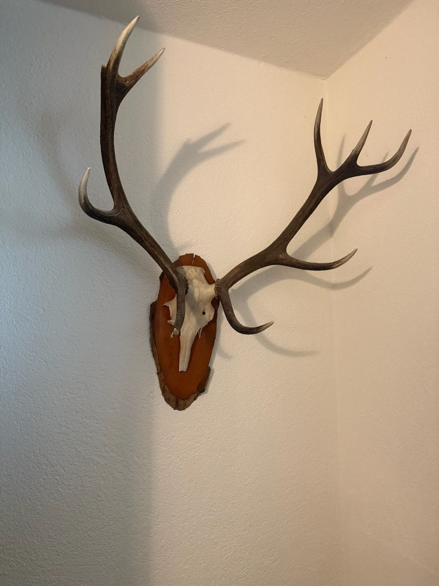 Sonstiges zum Sammeln & Seltenes: Hirschgeweih Trophäe 10-Ender - Wanddekoration Jagd – Gebraucht aus Staufen von MARINTSUM 1