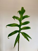 🌿 Alocasia brancifolia – Rhizome / Corm