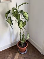Grosse Dieffenbachia  Zimmerpflanze - 150 cm