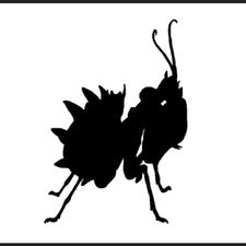 Profile image of Swissmantis