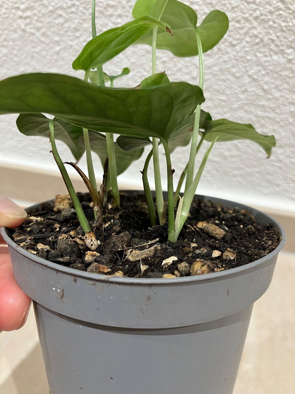 Piante & sementi: Monstera siltepecana Jungpflanze – Nuovo (secondo la descrizione) da Horw venduto da Rockfish 4