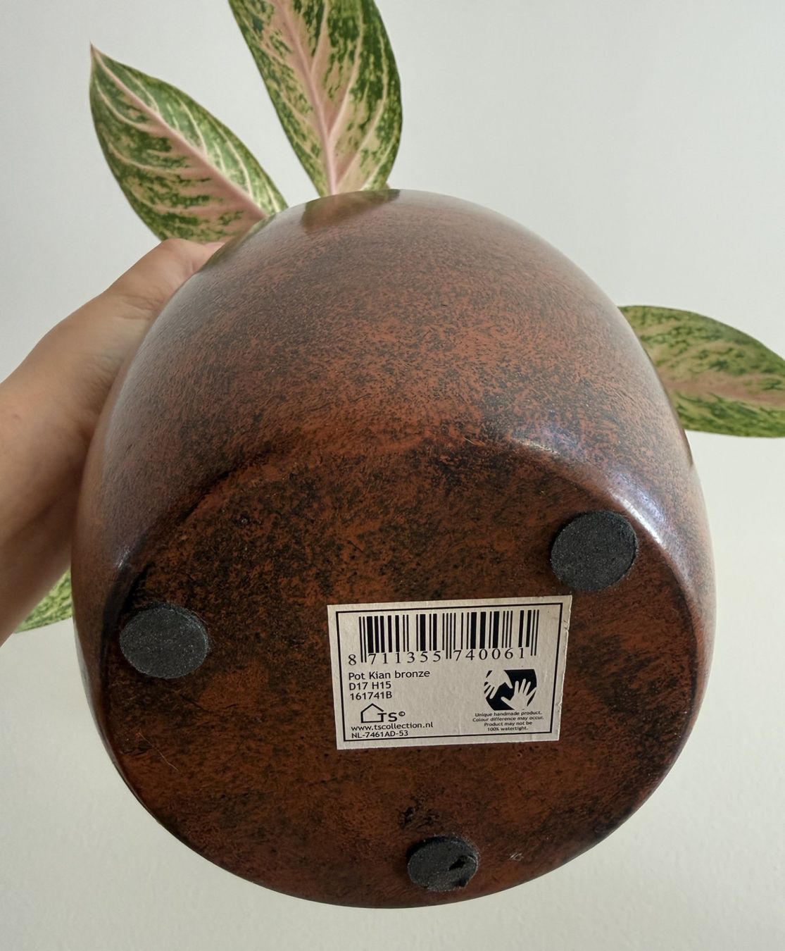 Pflanzen & Samen: Aglaonema Cocomelon mit Neuaustrieb – Neu (gemäss Beschreibung) aus Basel von tamy90 5