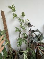 Monstera Minima Variegata Pflanze im Topf