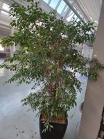 Grosser Fikus Baum - Top Zustand!