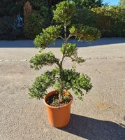 Ilex crenata „Convexa“ - schön und gesund