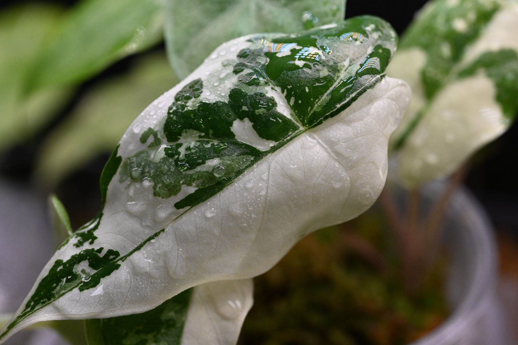 Piante & sementi: Alocasia Flemingiana albo – Usato da Crissier venduto da sleepingmouse