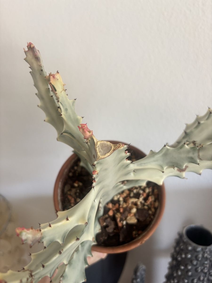 Piante & sementi: Euphorbia lactea white ghost ableger – Usato da olten venduto da momo2417 3
