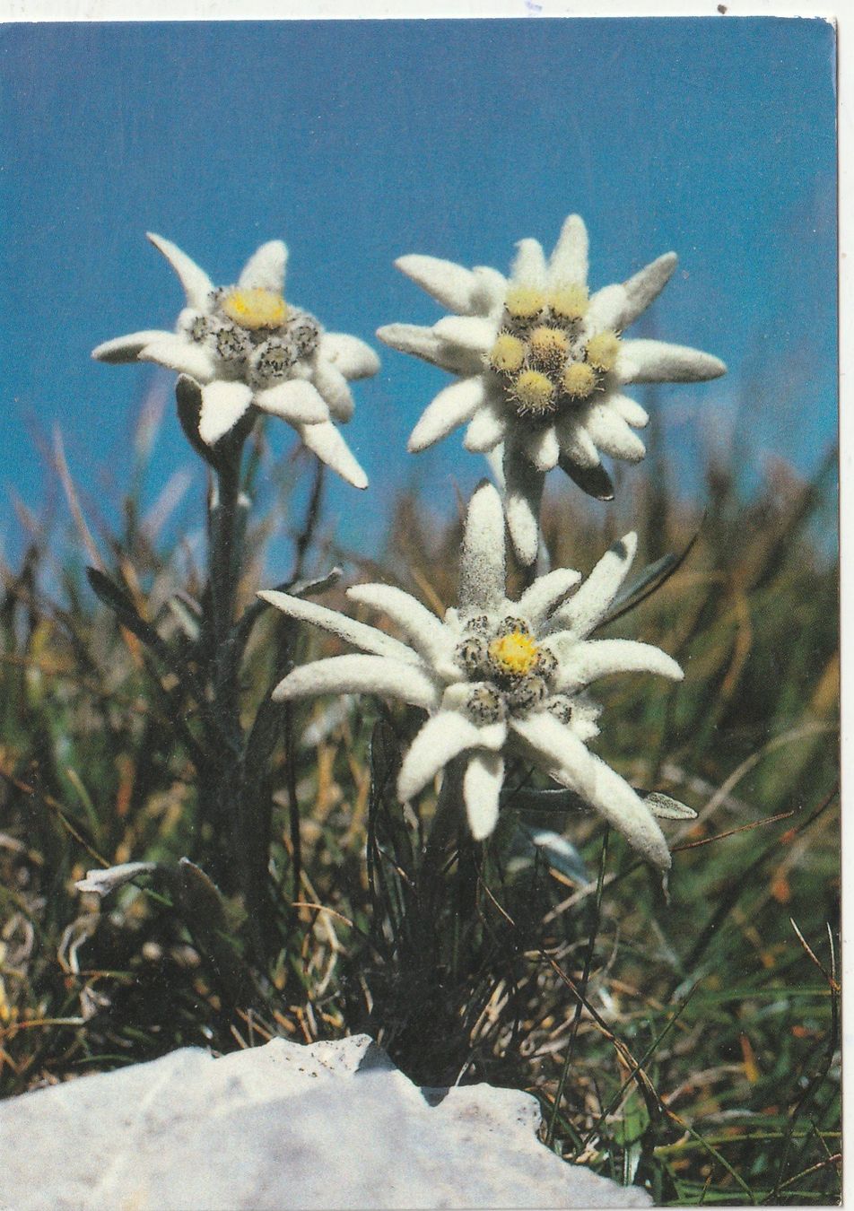 Cartoline postali: 10 Schöne Blumenkarten – Usato da Lumbrein venduto da made02 8