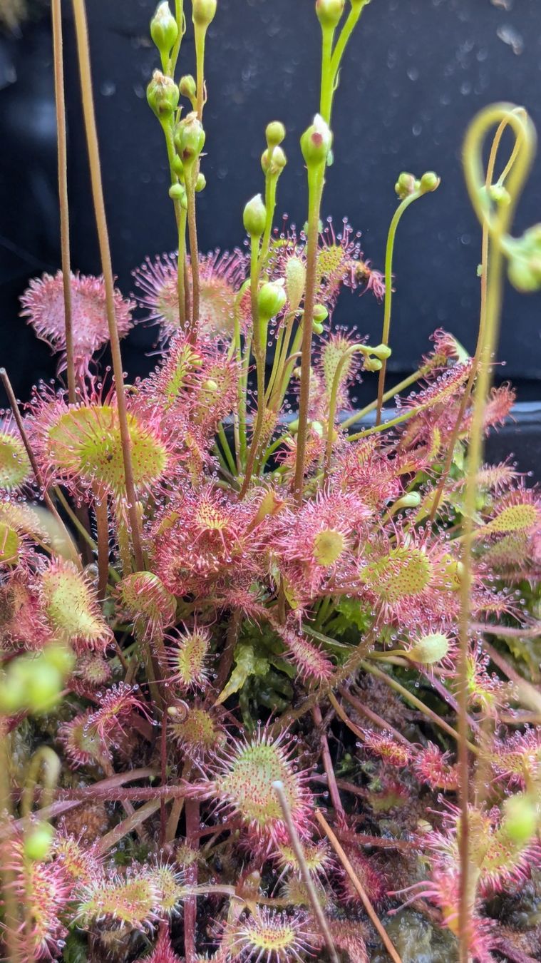 Piante & sementi: Plante carnivore Drosera rotundifolia – Usato da Vuisternens-Romont venduto da Cold_cactus 1