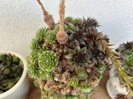 Sukkulenten Arrangements Set  5 Töpfe mit Pflanzen