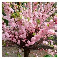 Amandier de Chine  20cm