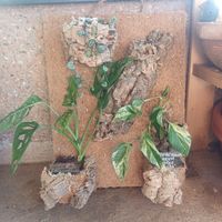 green wall- monstera monkey face, marble queen, ceropegia