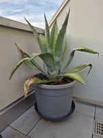 Agave americana  eindrucksvolle grosse Amerikanische Agave