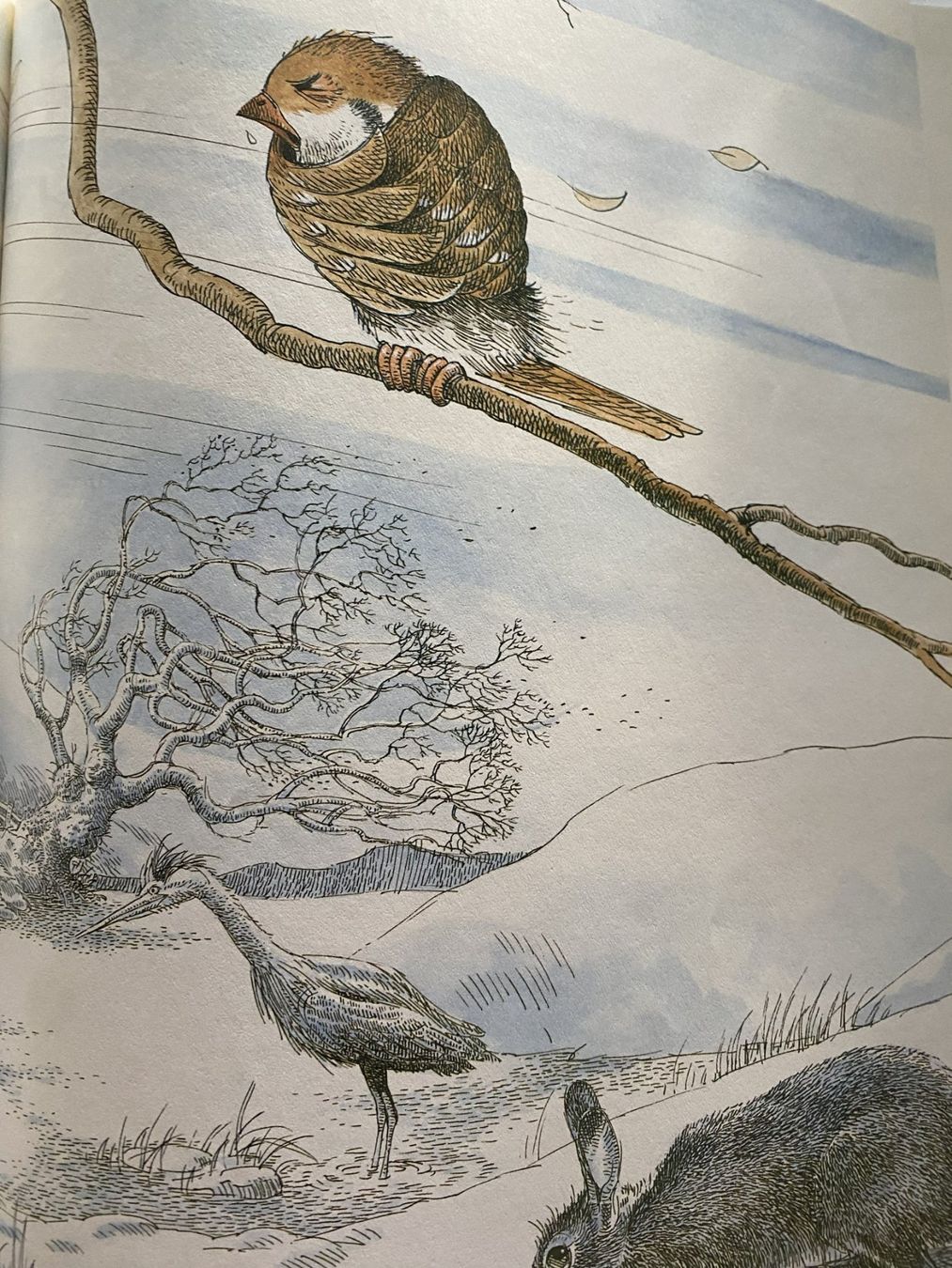 Libri: Der ängstliche kleine Spatz – Nuovo (secondo la descrizione) da Sachseln venduto da basti1950 4