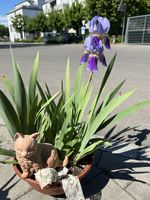 Blaue Iris im Topf mit Deko Katze, perfekt für den Garten!
