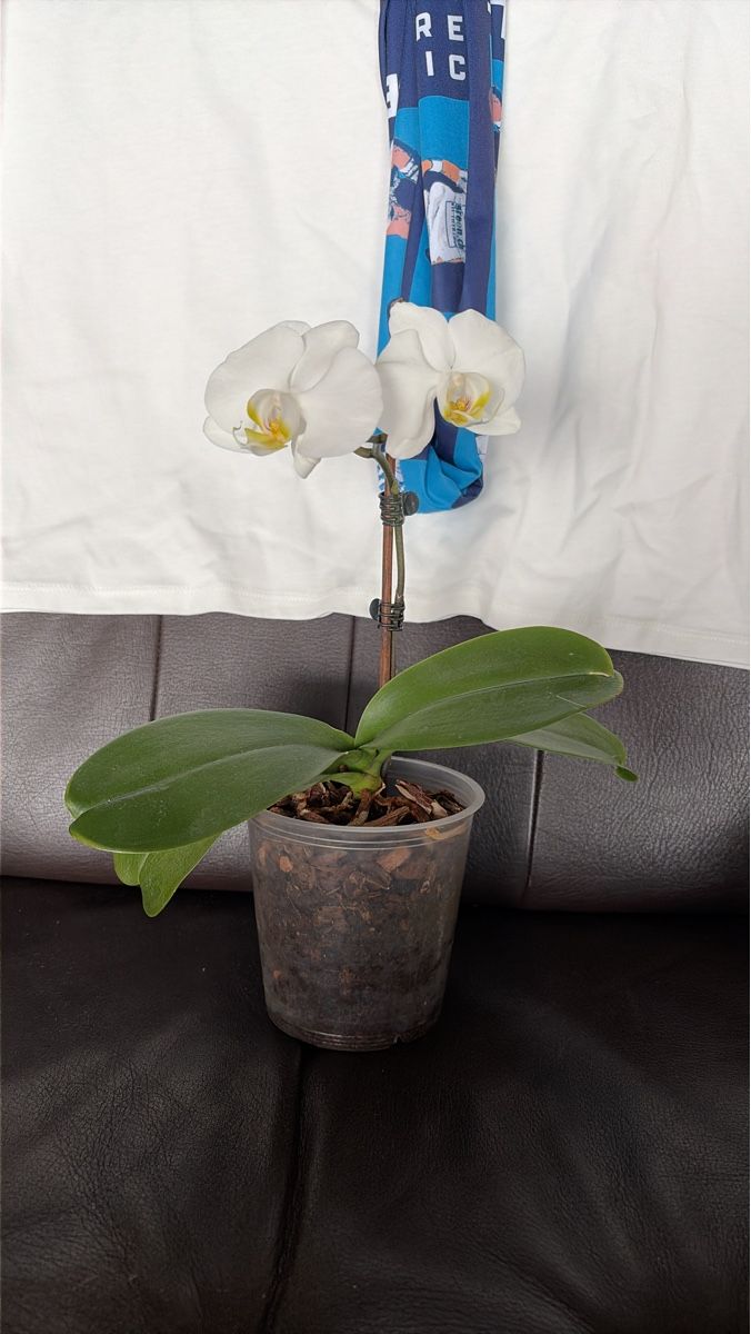 Piante & sementi: Wunderschöne Phalaenopsis Orchidee mit weissen Blüten – Usato da Opfershofen TG venduto da dan_nxk8