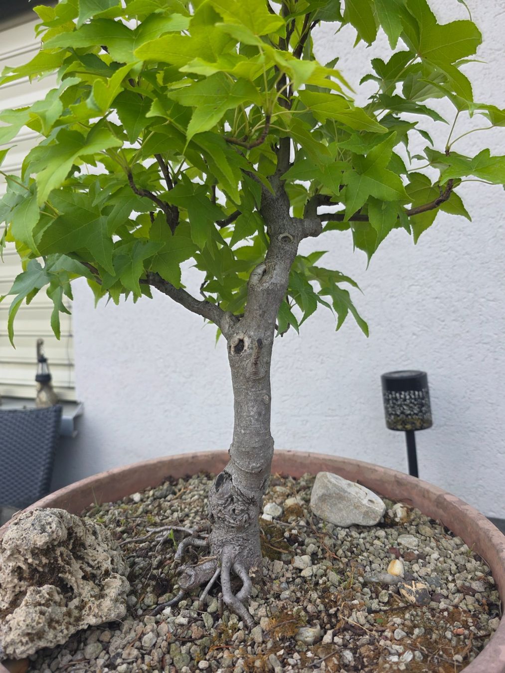 Plantes & graines: Ahorn Pre-Bonsai in Trainingstopf – D'occasion à Steinhausen par Dsandro 5
