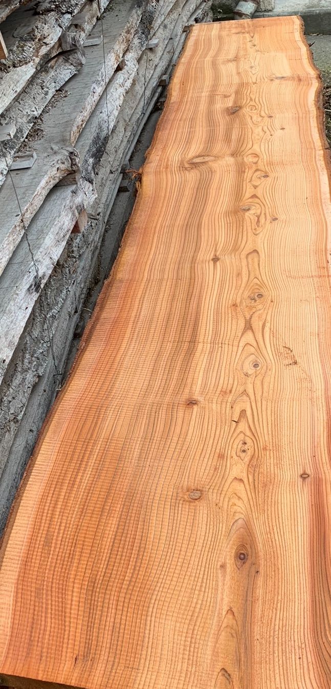 Bretter Thuja (Neu (gemss Beschreibung)) in Holziken fr CHF 55  nur  Abholung auf Ricardo kaufen
