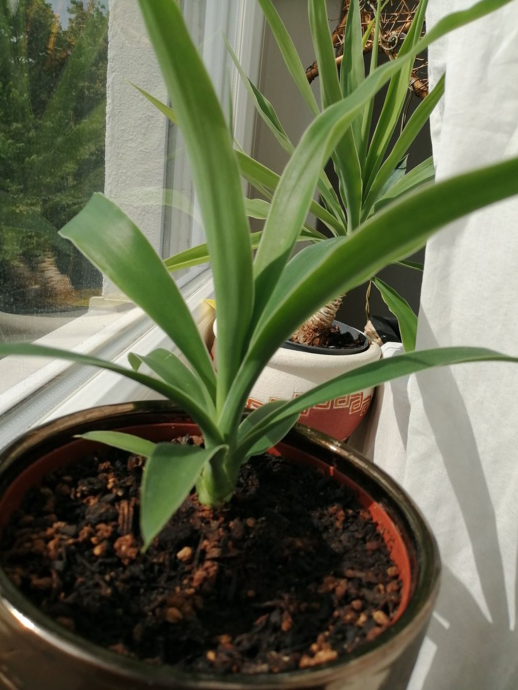 Piante & sementi: kleine Yucca – Usato da Windisch venduto da mer_6cjk