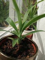 kleine Yucca
