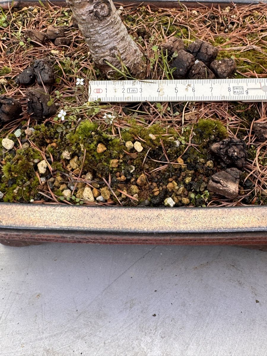 Piante & sementi: Bonsai/Lärche – Usato da Münchwilen TG venduto da baluzi3 5