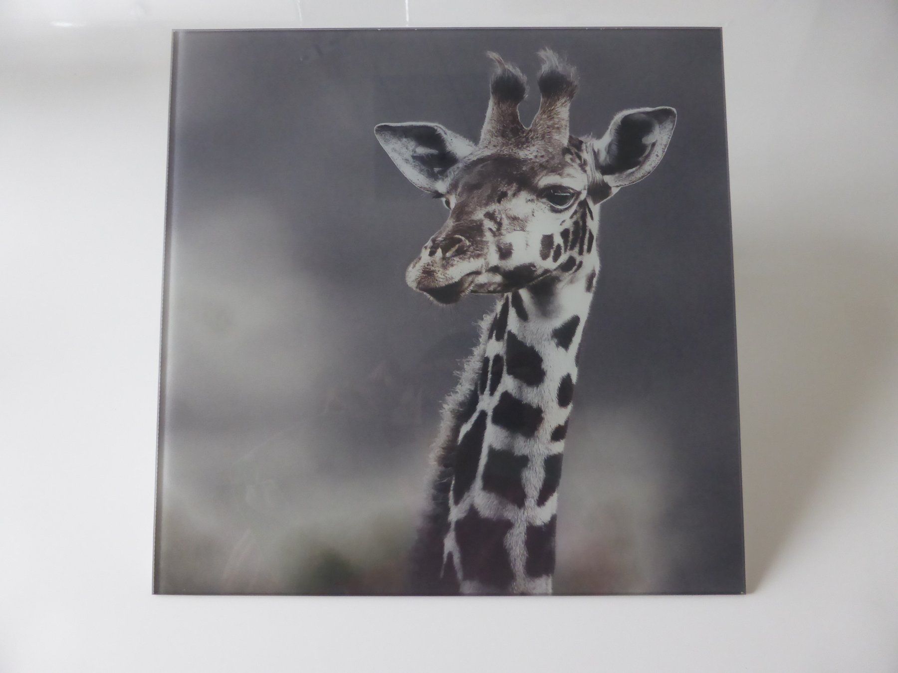 Foto & Immagini: Glasbild 30x30 Giraffe – Usato da Trimmis venduto da bergamo10 1