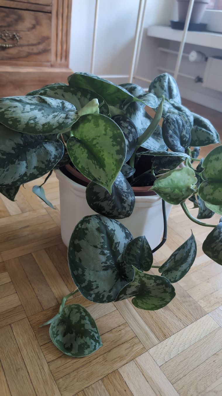 Plantes & graines: Satin Pothos – D'occasion à Wallisellen par ali_x62p 1