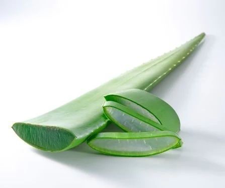 Plantes & graines: Grosse Bio Aloe Vera - Blätter – Neuf (Voir description) à Schaffhausen par NinaRicardo