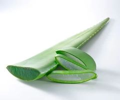 Grosse Bio Aloe Vera - Blätter
