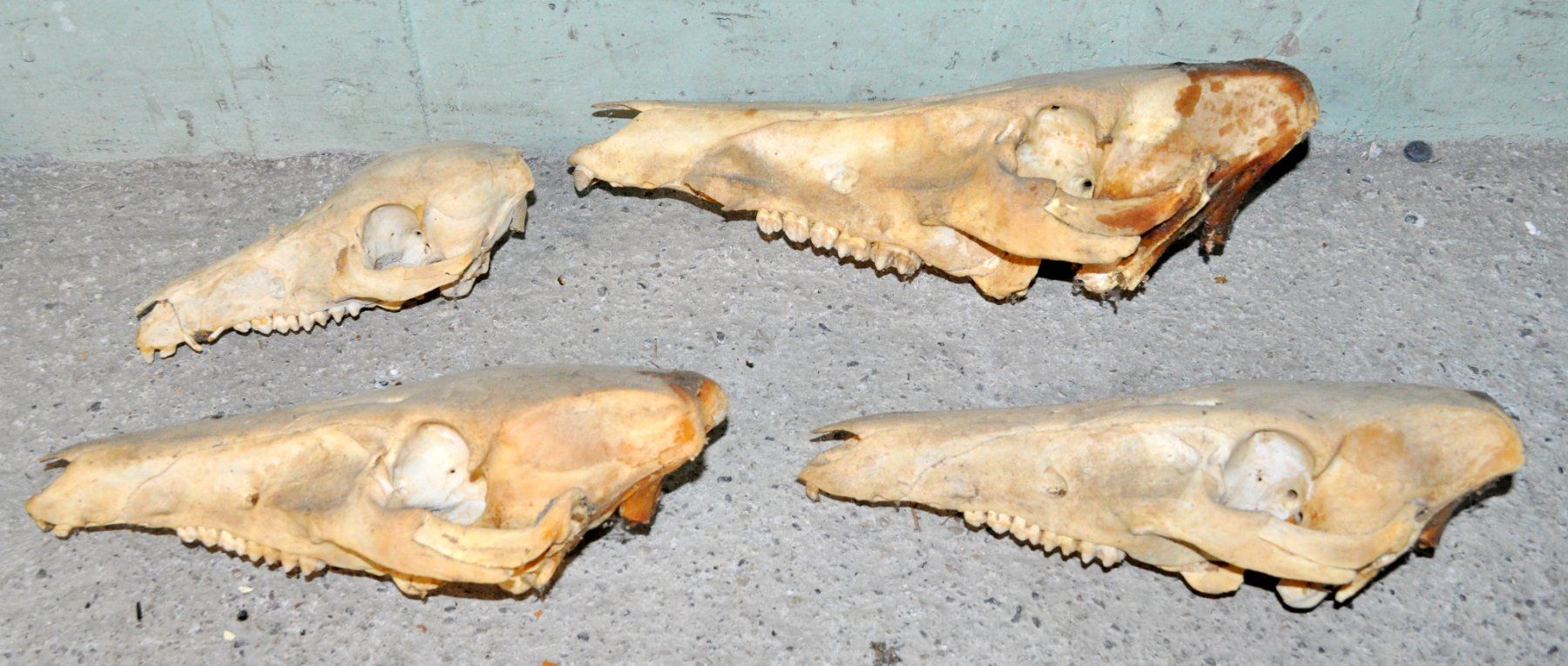 Welt der Tiere: Lot de 4 "crâne d'animaux" – Gebraucht aus Neuchâtel von Neuchatel 3