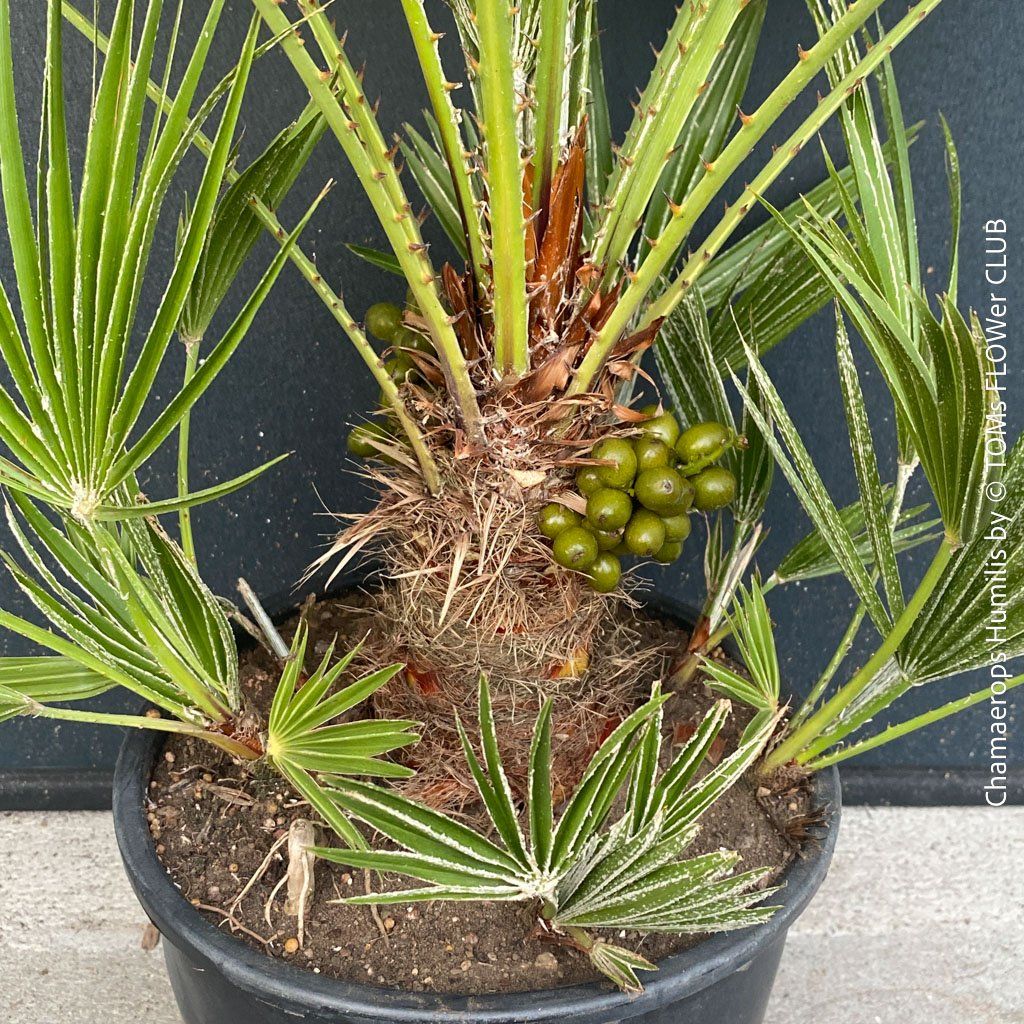 Piante & sementi: Chamaerops Humilis - fürs Haus oder Garten - robuste Palme – Nuovo e nell'imballaggio originale da Adliswil venduto da TAKEYOURPLANT 5