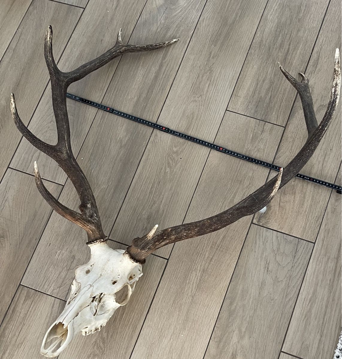 Sonstiges zum Sammeln & Seltenes: Hirsch 🦌 Geweih 12 Ender – Gebraucht aus Wengen von rotstock1696 1